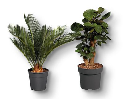 Palmenmix