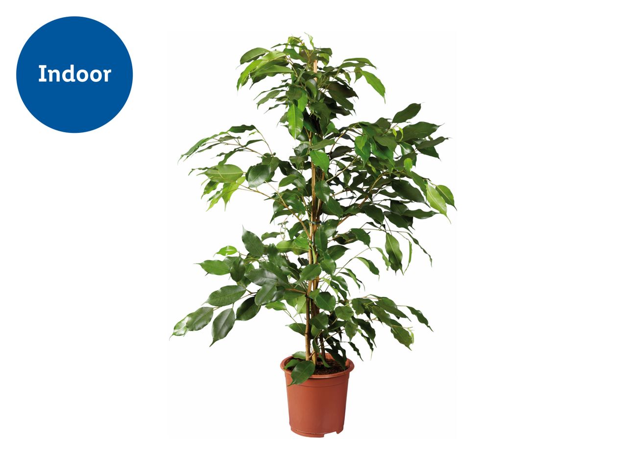 Ficus Benjamina Houseplant