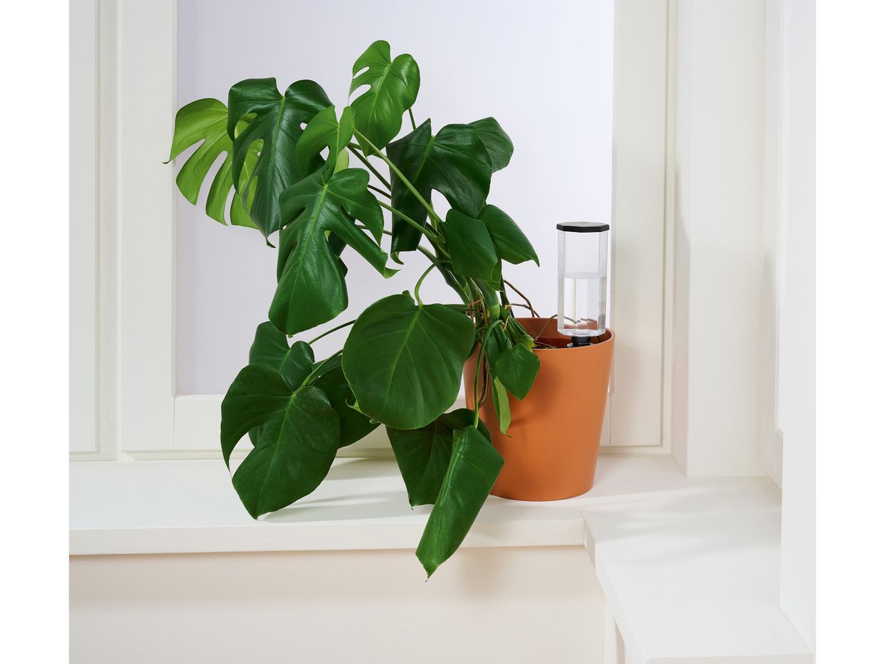 A Monstera deliciosa plant in a terracotta pot with Plant Watering Spikes.