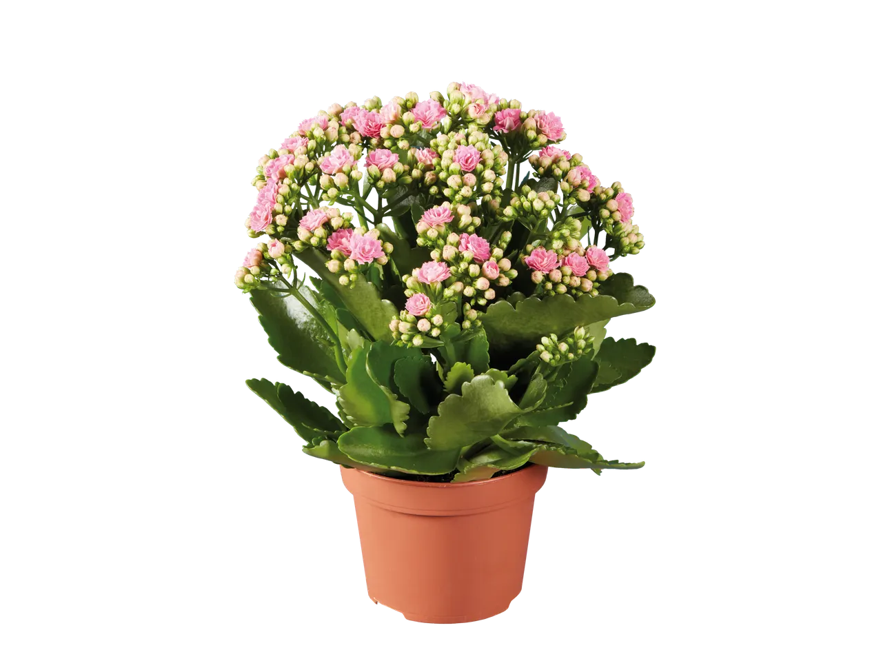 Kalanchoe roz în ghiveci maro