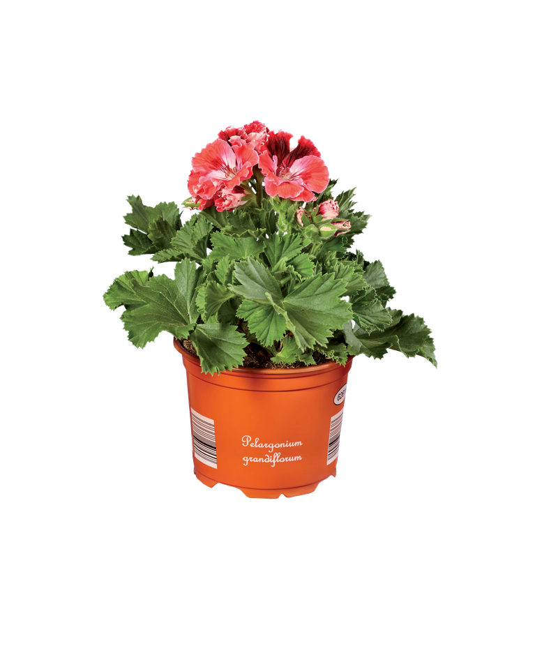 English Geranium (Pelargonium grandiflorum) in an orange pot with a barcode.