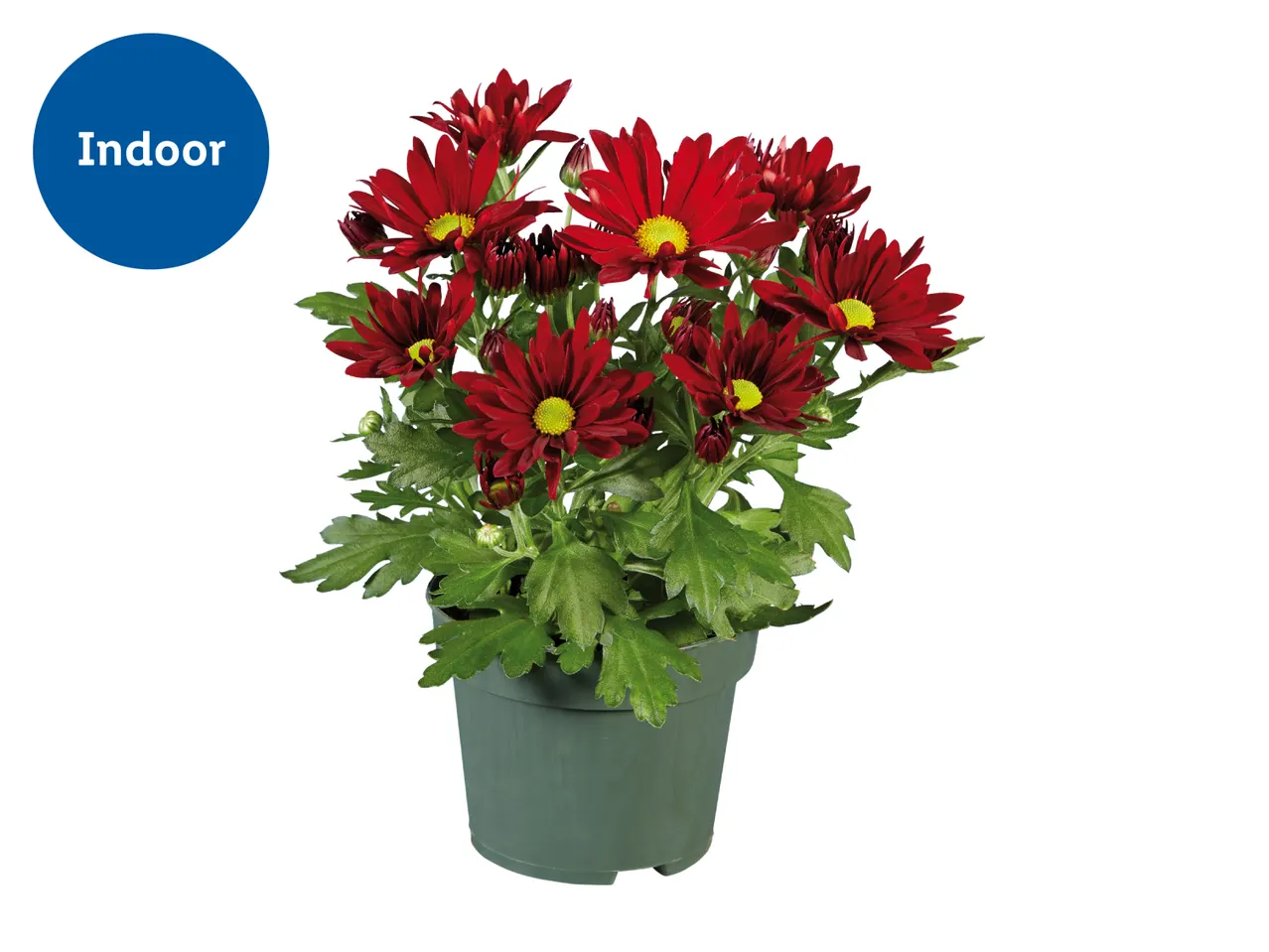 Indoor potted plant with vibrant red flowers and green leaves
