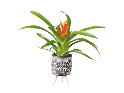 Mini bromélia kerámiában*