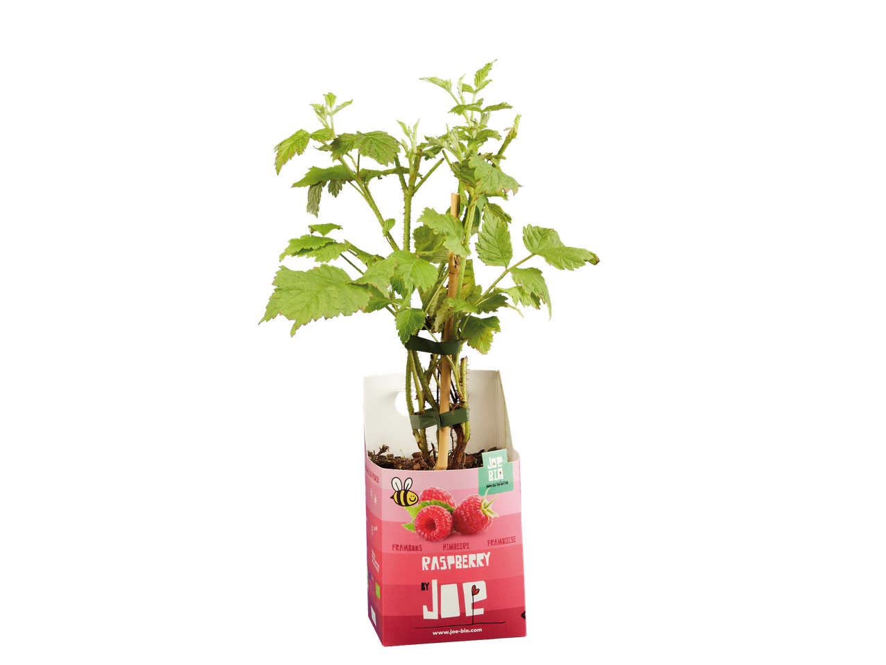 Planta de framboesa Joe Bio.
