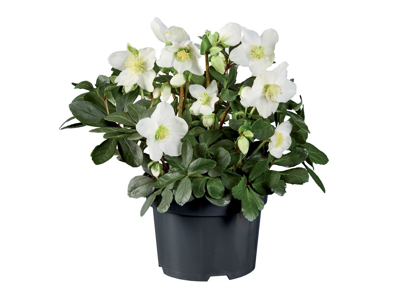 Go to full screen view: Christmas Rose Helleborus - Image 1