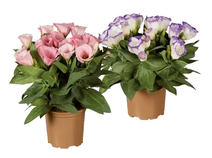 Eustoma