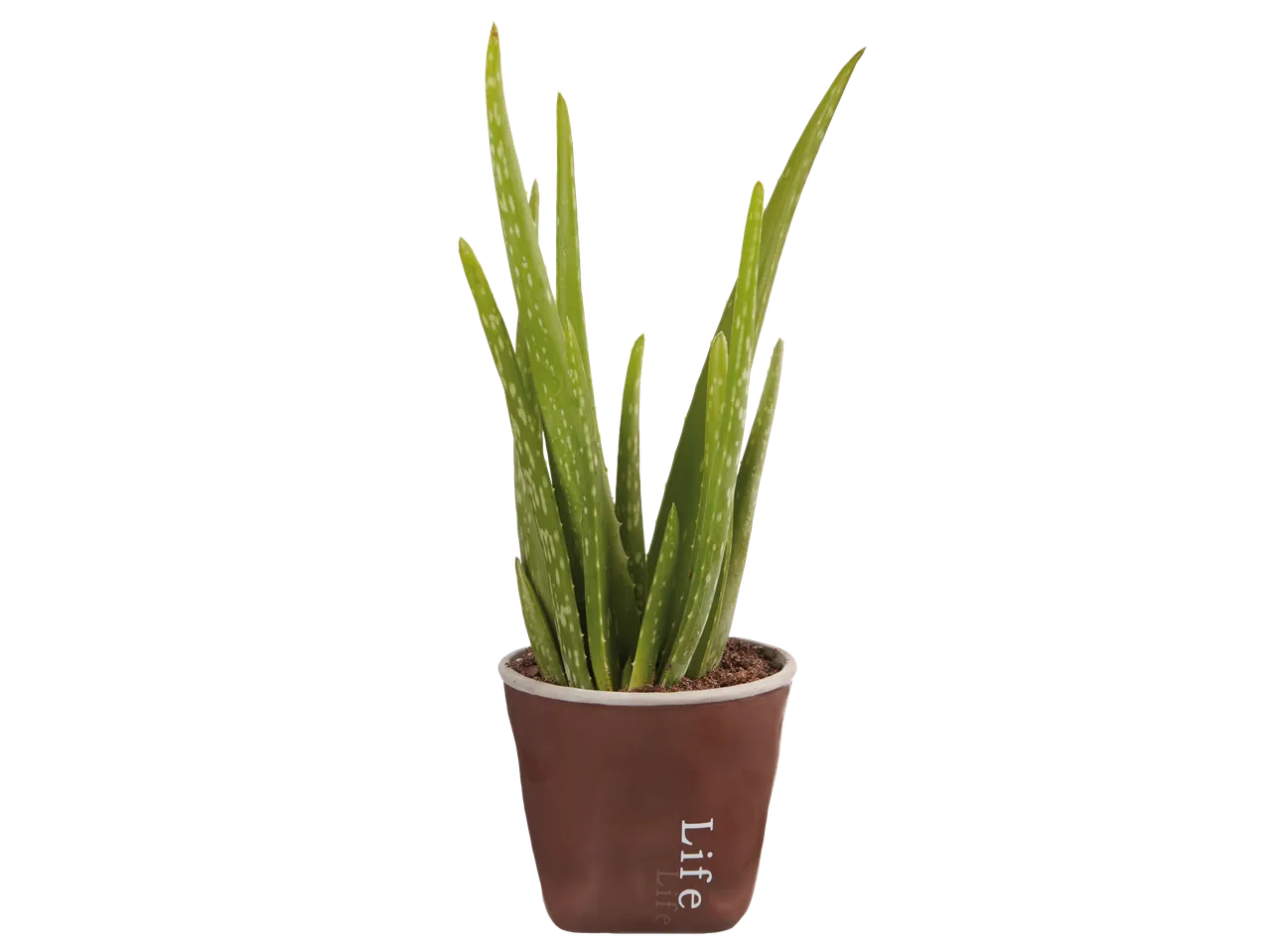 Go to full screen view: Aloe Vera Life - Image 4