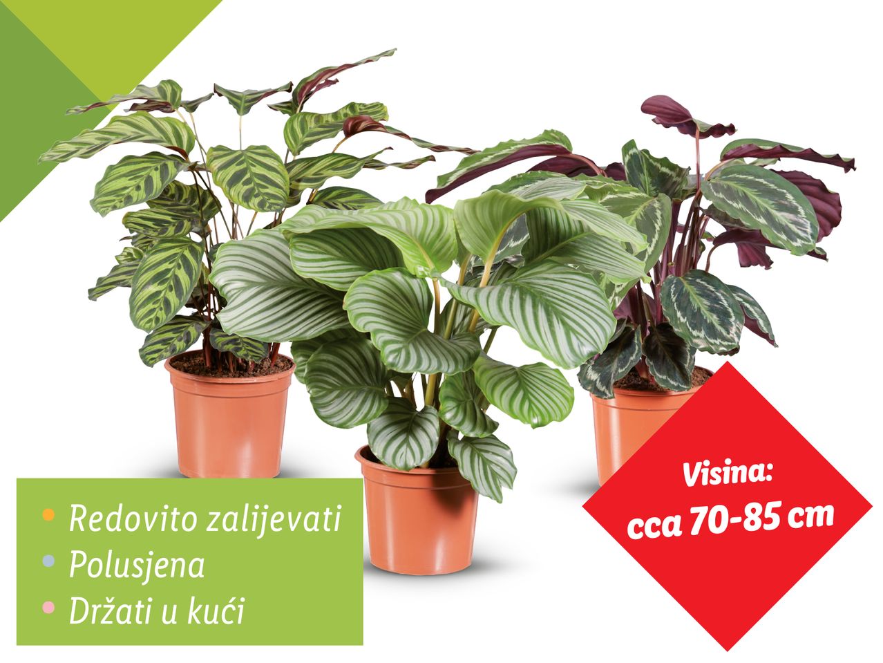Tri sadnice Peperomije u terracotta posudama, visine 70-85 cm.