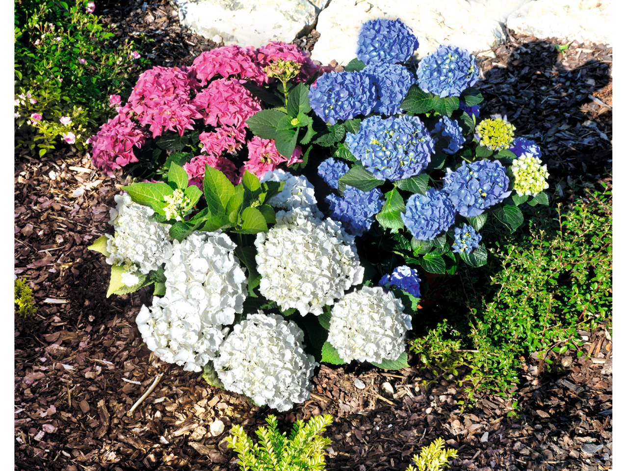 Flores de hortênsia rosa, azul e branca em um jardim.