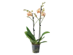 Orhidee Phalaenopsis într-un ghiveci, cu flori de culoare crem-roz.