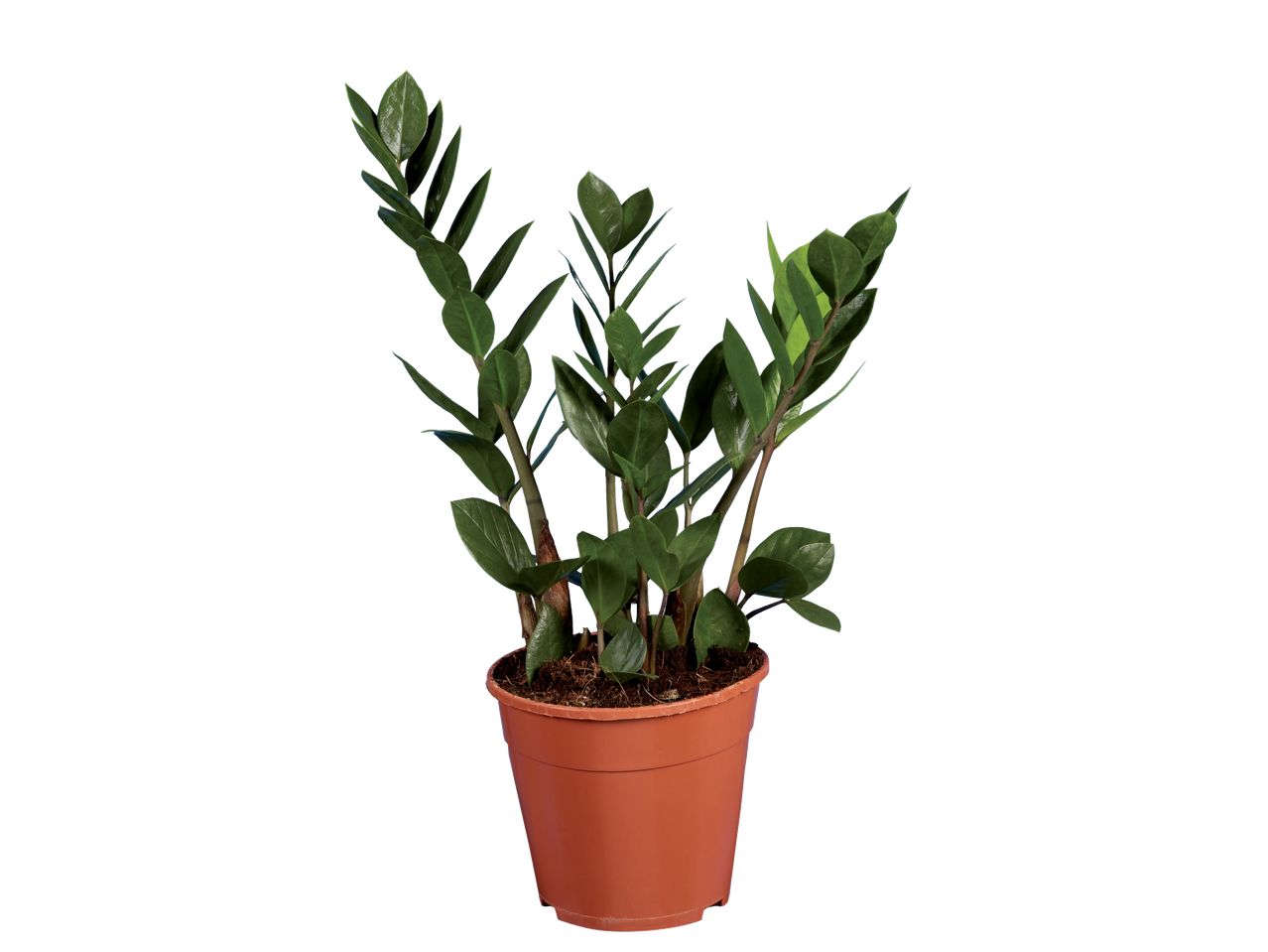 Zamioculcas plant in a terracotta pot.