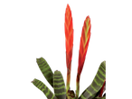 Duas plantas Vriesea com flores vermelhas e folhas listradas.