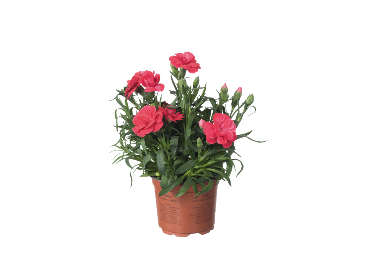 Pot met rode anjers in een terracotta pot.