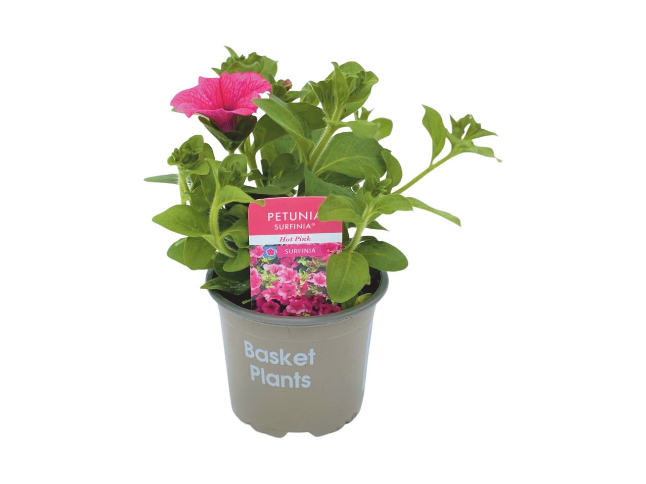 Potted petunia plant with pink flowers and a plant tag that reads 'Basket Plants'