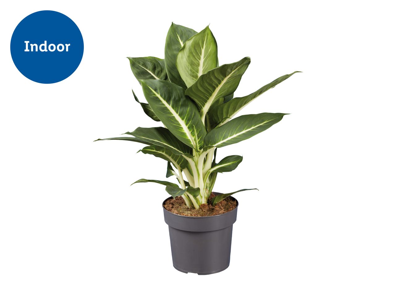 Indoor plant in a grey pot with green and white variegated leaves.