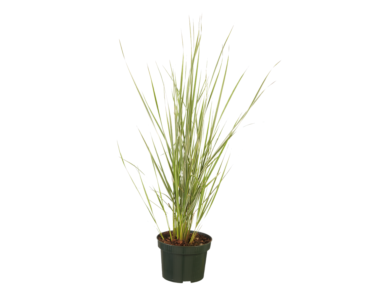 Potplant met bont blad van siergras.