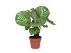 Biljka Calathea Orbifolia u saksiji od terakote na beloj pozadini.