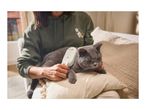 A person brushing a grey cat with a pet grooming brush while sitting on a sofa.
