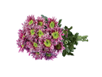 Buchet de crizanteme purpurii.