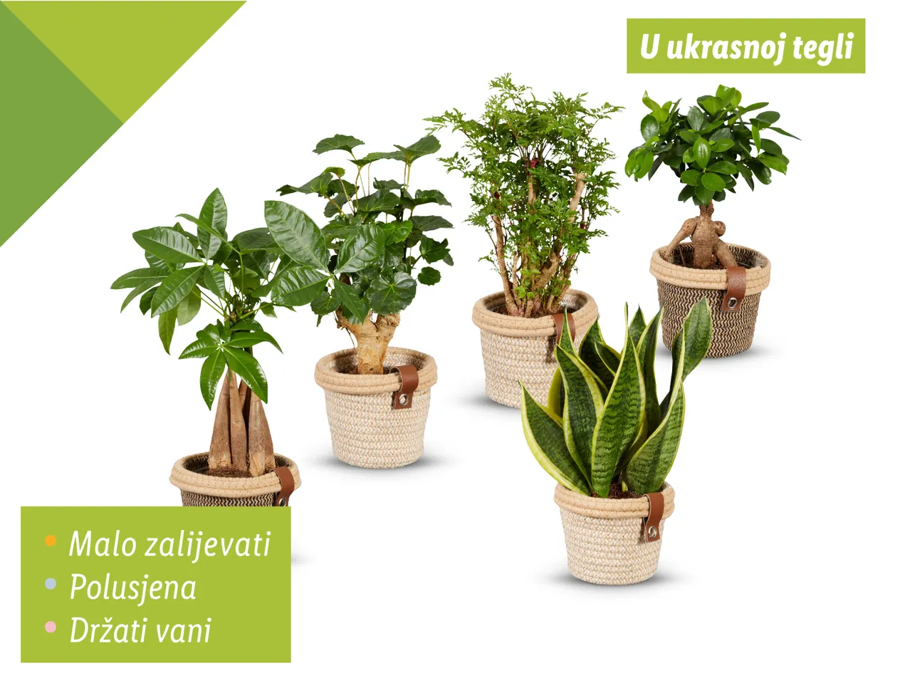 Pet sobnih biljaka u ukrasnim teglama, uključujući sanseveriju i drvo novca.
