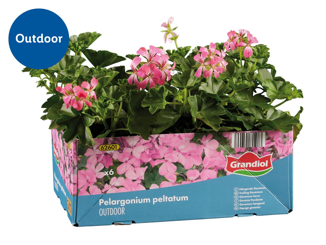 Pink trailing geraniums in a box, labeled for outdoor use.