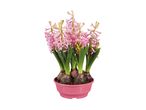 Pink hyacinth flowers in a pink pot