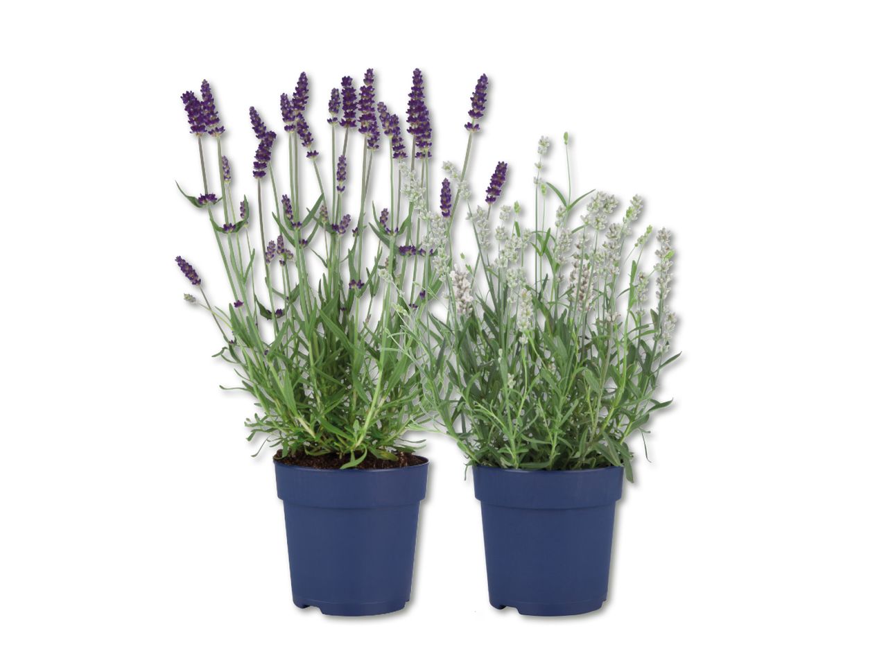 Divi lavandas augi, viens ar violetiem, otrs ar baltiem ziediem, stādīti tumši zilos podos.