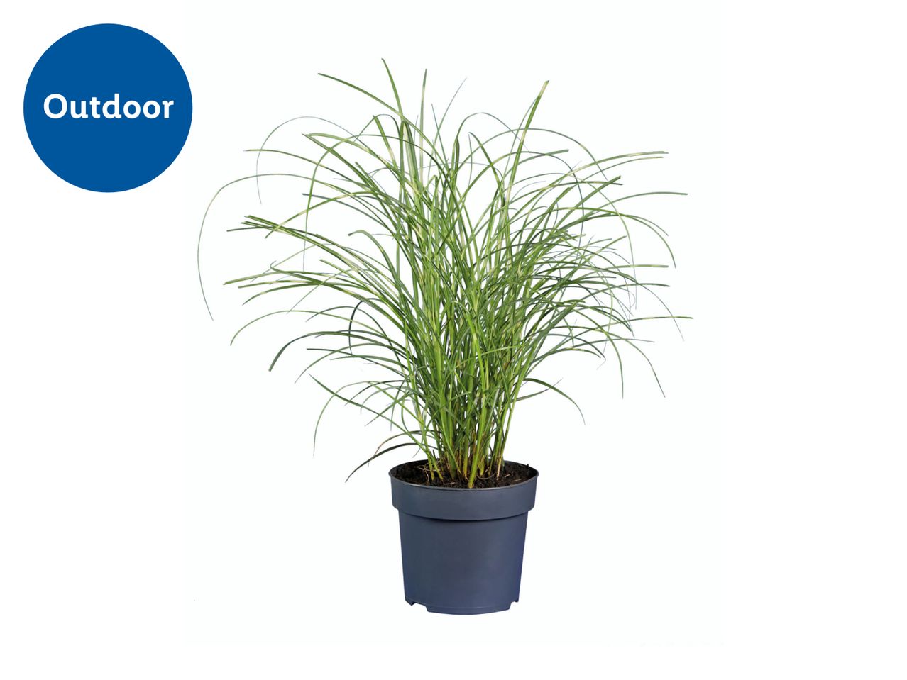 An outdoor plant in a dark gray pot.