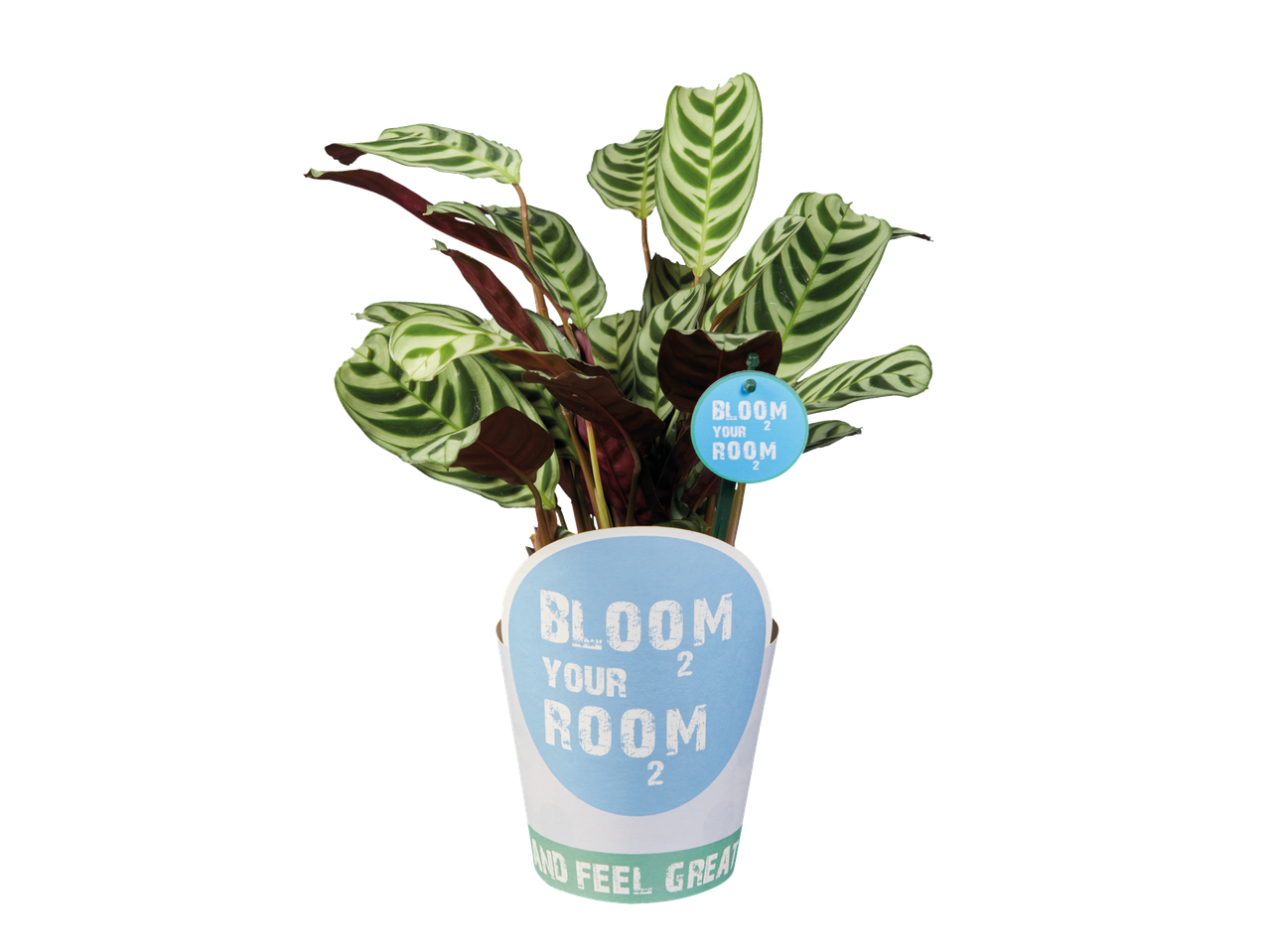 Go to full screen view: Bloom Your Room Plants - Image 2