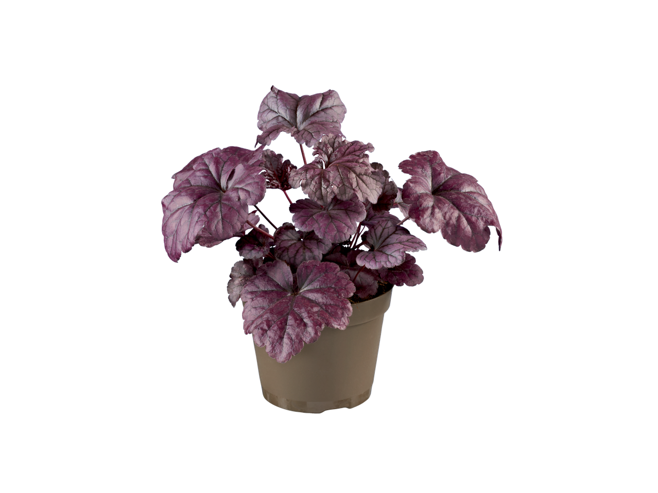 Heuchera plant in een bruine pot.