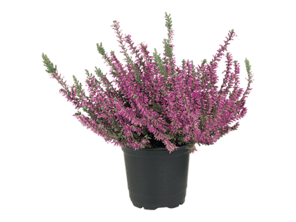 Pieni calluna