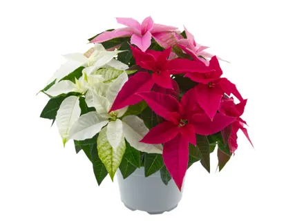 Mikulásvirág trió*