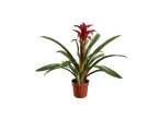 Bromélia vermelha em vaso.