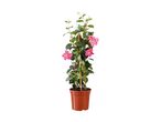 Potterose med lyserøde blomster og grønne blade i en brun potte