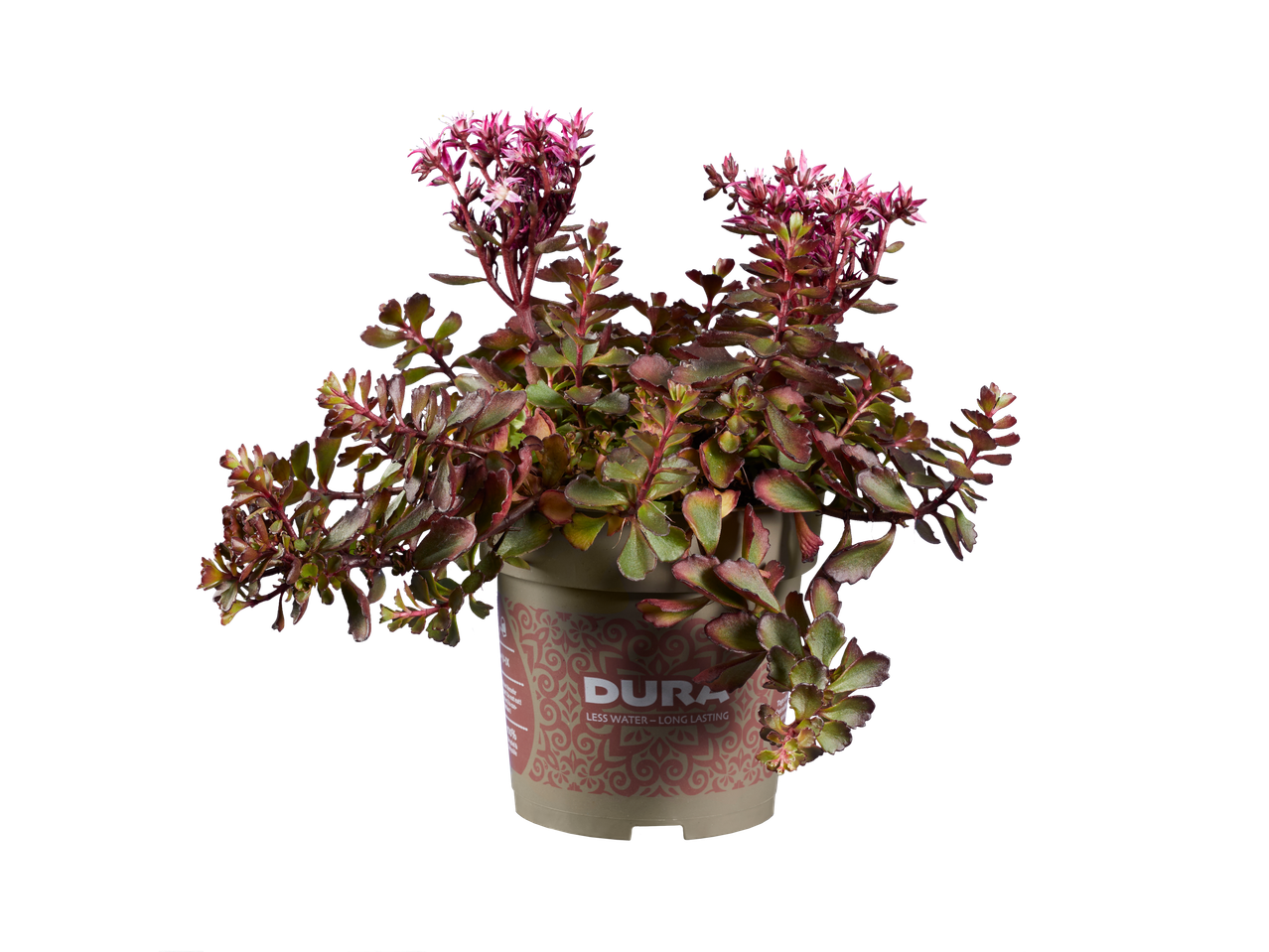 Sedum plant in Dura pot.