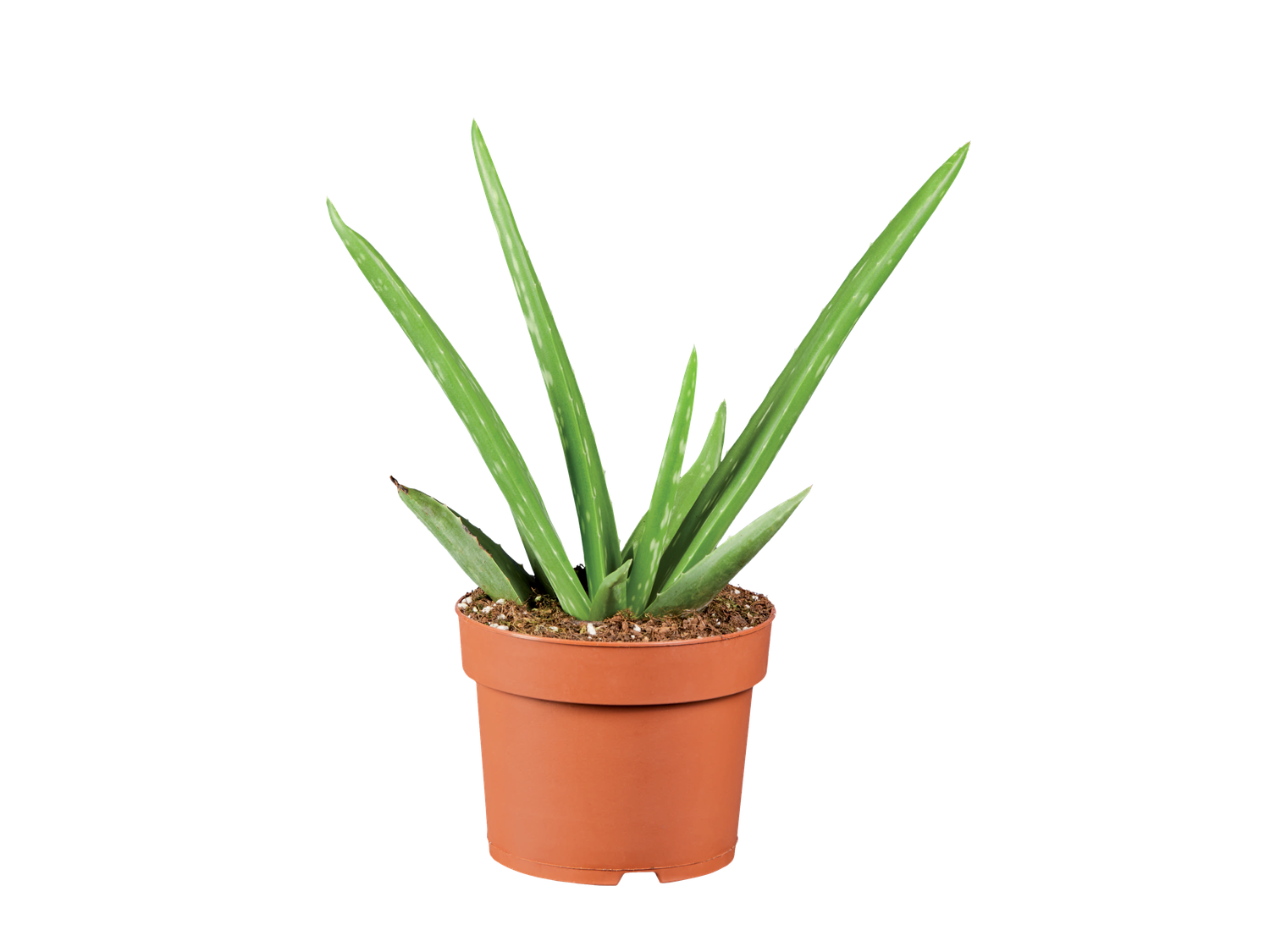 Aloe Vera | Lidl