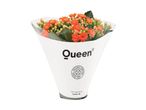 En buket orange Kalanchoe-blomster i Queen-emballage.