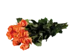 Um ramo de rosas alaranjadas vibrantes contra um fundo preto.