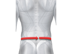 Waist measurement illustration on anatomical model.