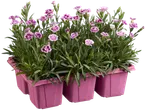 Dianthus roses en pot, prêts à être plantés.