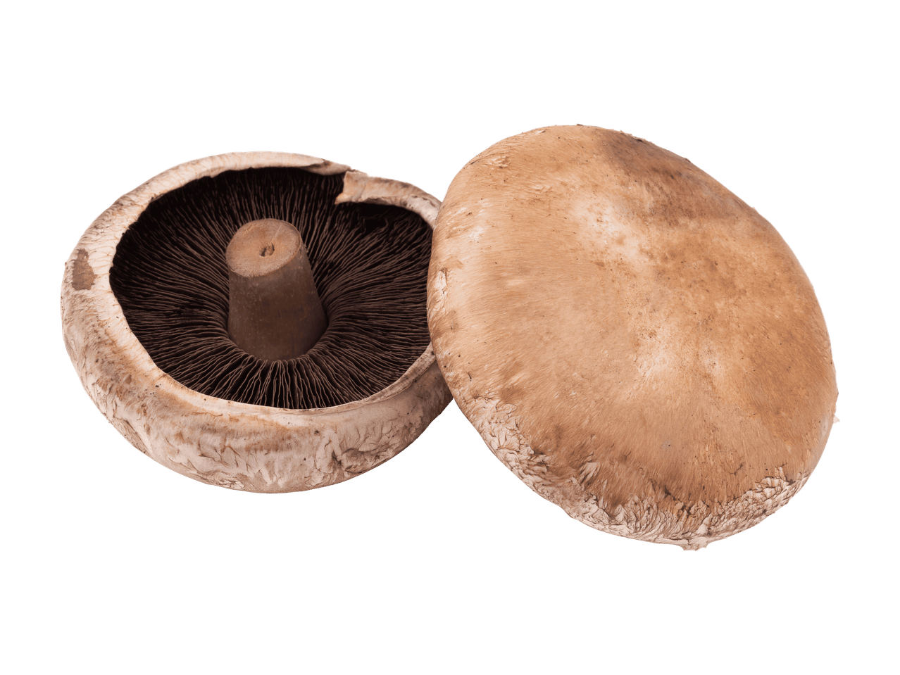 Zwei braune Portobello-Pilze auf schwarzem Hintergrund, einer umgedreht.