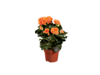 Begonia Selection with vibrant orange flowers in a brown pot.