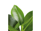 Close-up de folhas verdes exuberantes.