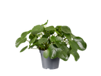 Pilea peperomioides kamerplant in een grijze pot