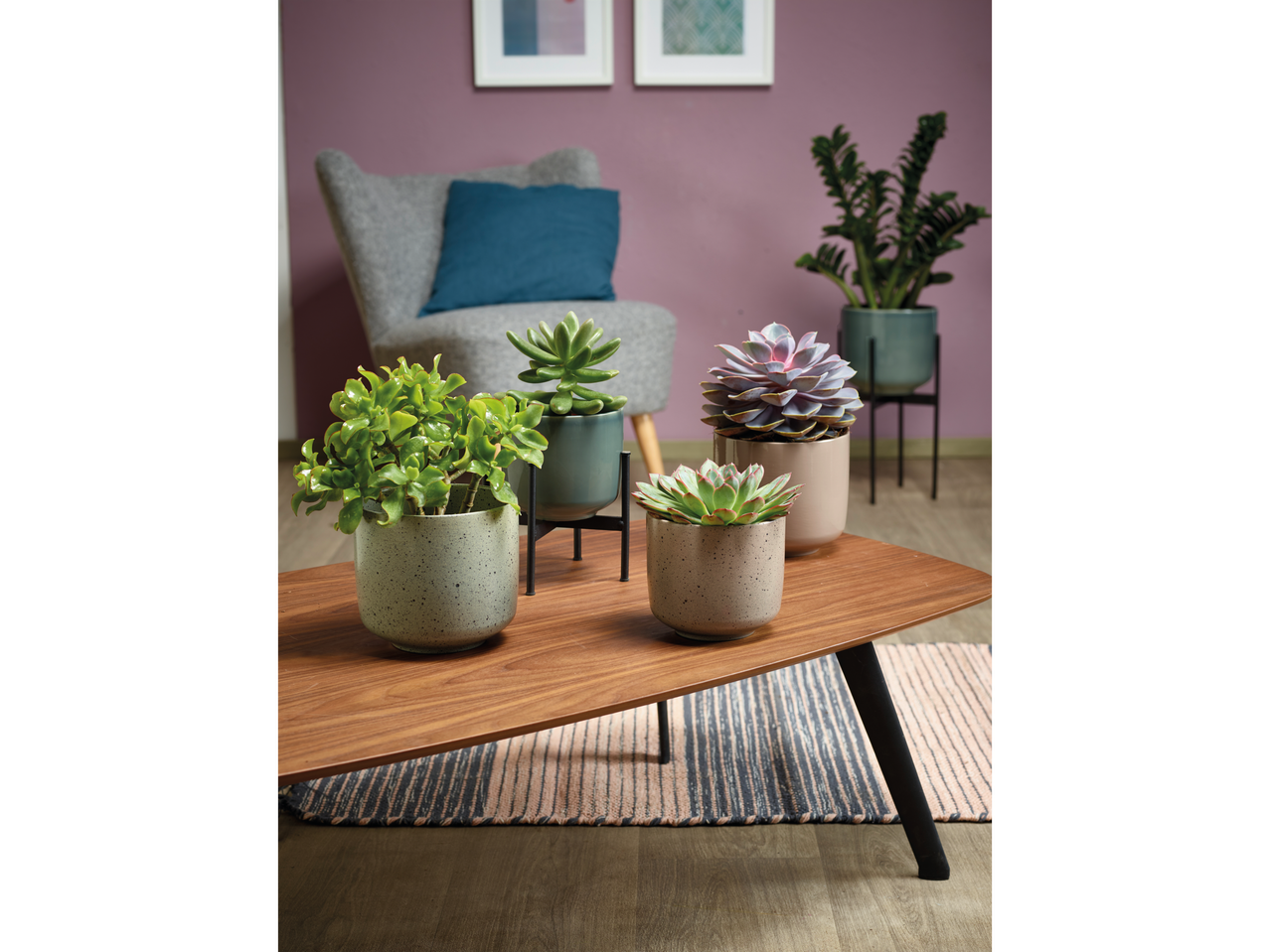 Vetplanten in elegante potten op een houten salontafel.
