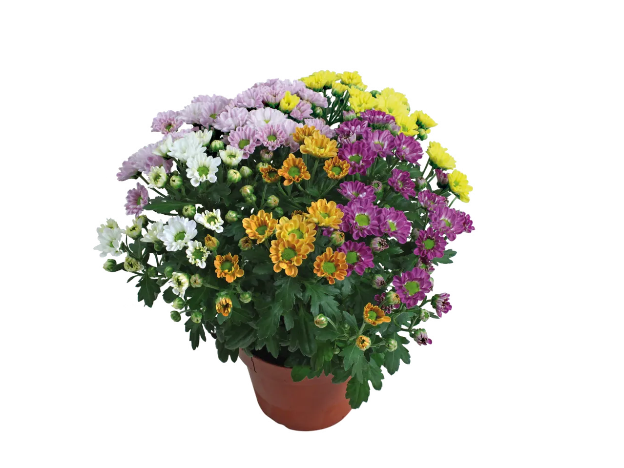 Pot de chrysanthèmes multicolores avec des fleurs blanches, roses, jaunes, oranges et violettes.