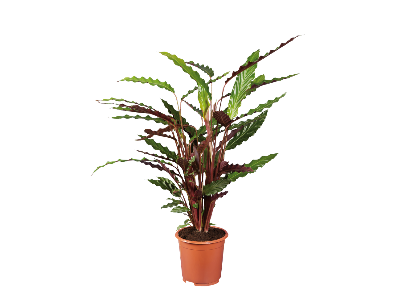 Plantă Calathea în ghiveci, frunze verzi și roșu-brune.