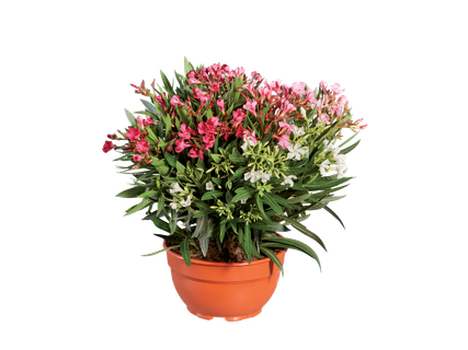 Oleander in schaal