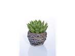 Uma pequena suculenta Echeveria em um vaso de vime cinza