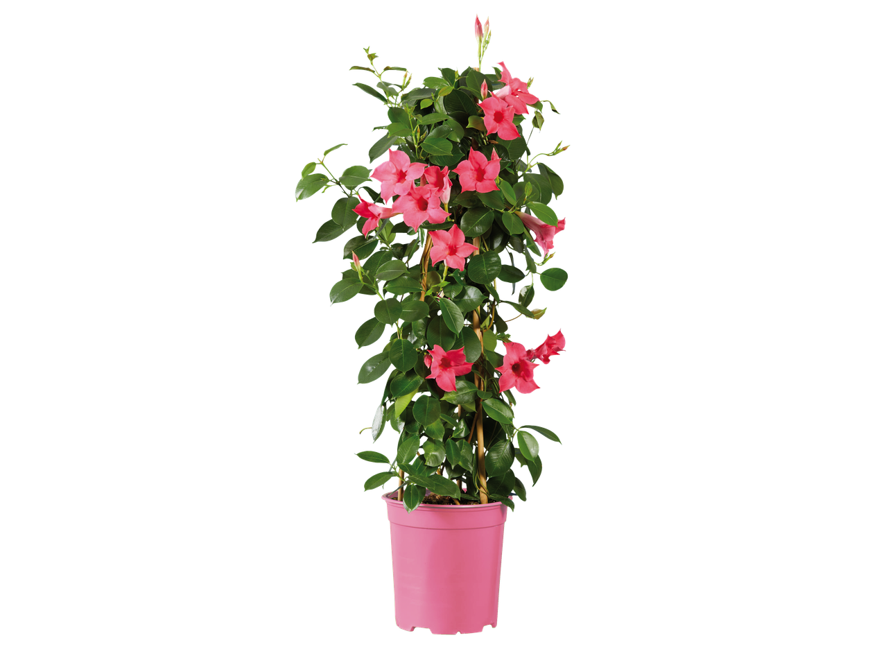 Dipladenia piramide met roze bloemen in een roze pot